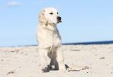 GOLDEN RETRIEVER 468